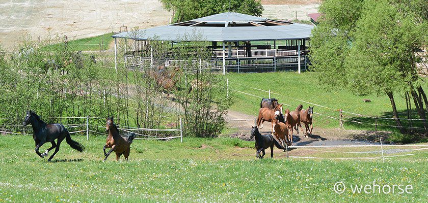 Young horses outdoor - breaking horses