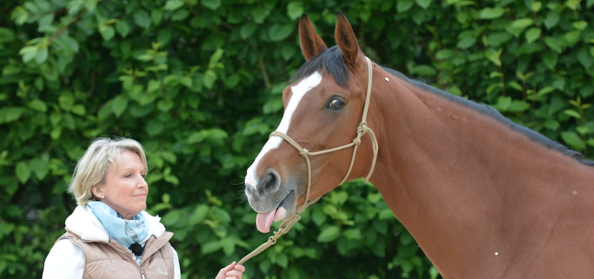 acupressure-horse-type acupressure-horse-type