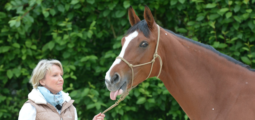 acupressure-horse-type