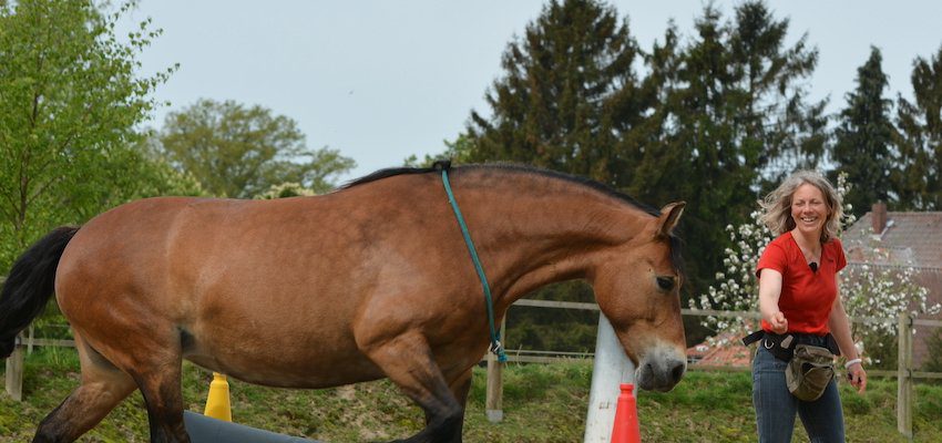 clicker-training clicker-training