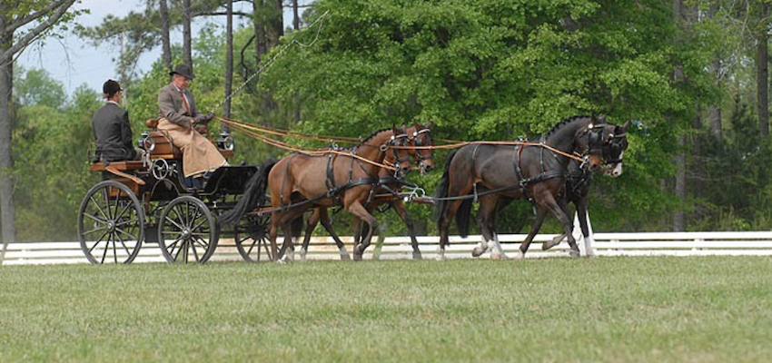 driving-four-horses