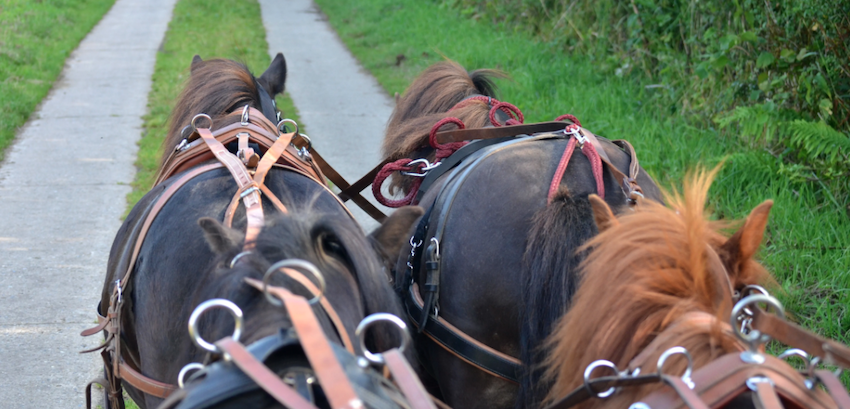 driving-horses-road