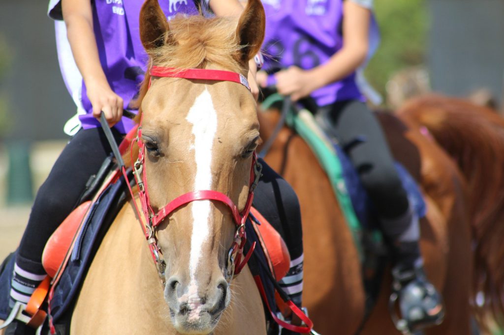 endurance-horse-bridle