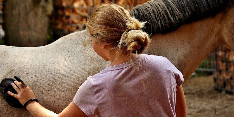 grooming-horse-brushing grooming-horse-brushing