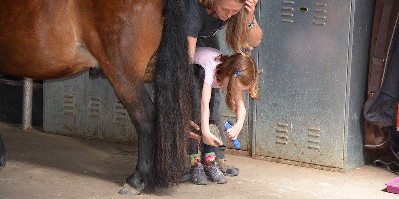 grooming-horses-hooves