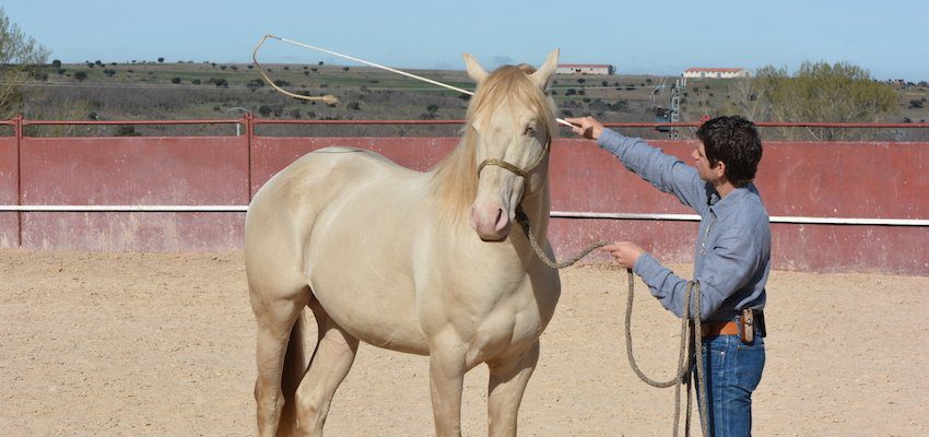 groundwork-aids-horses groundwork-aids-horses