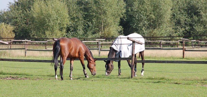 horse-blanket