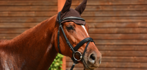 horse-english-bridle