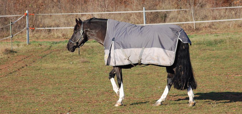 horse-fit-blanket