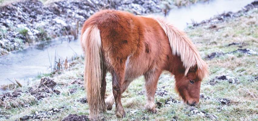 horse-without-blanket horse-without-blanket