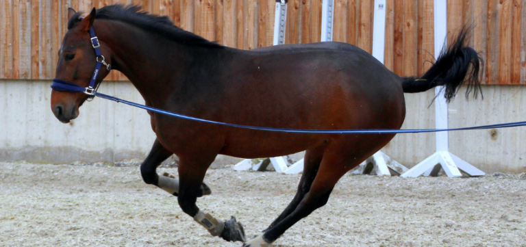 lunging-bucking-horse