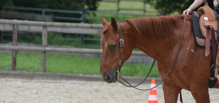 western-bridle-horse