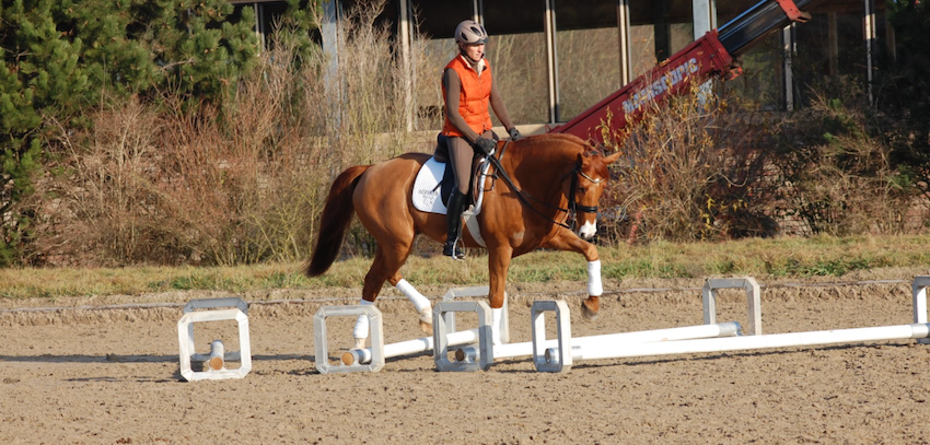 young-horse-cavaletti