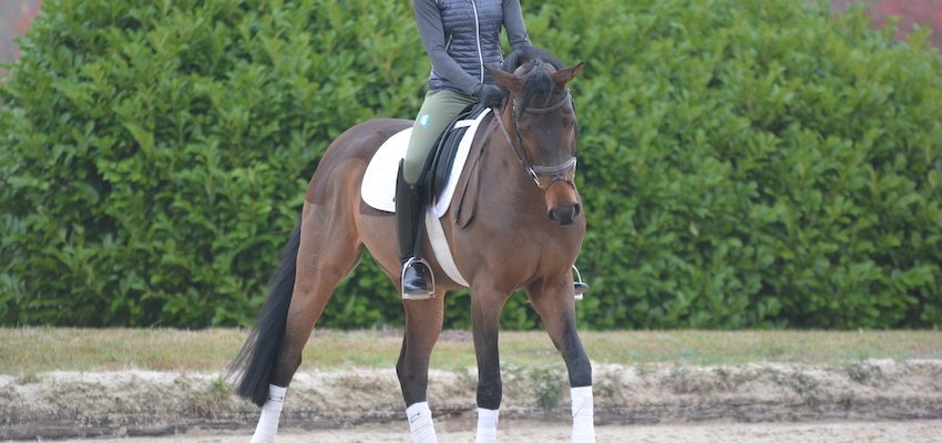 Tips For Developing The Bending Dressage Horse