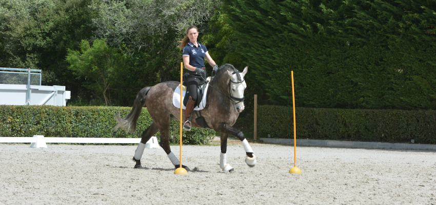 horse-canter-working-equitation