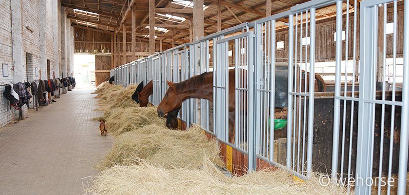 horse-caring-winter-feeding