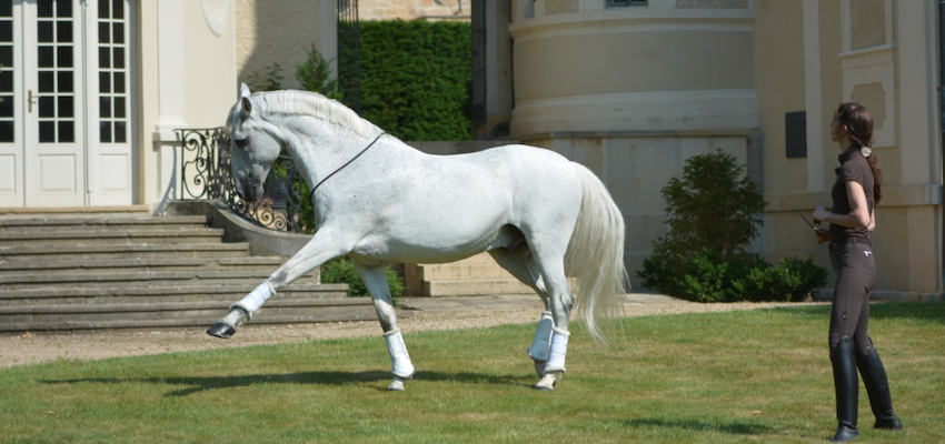 Click” with your Horse: The Basics on Clicker Training