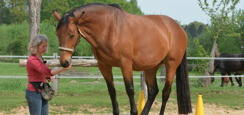 Click” with your Horse: The Basics on Clicker Training