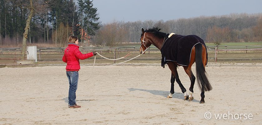 training-horse-warm-up-winter