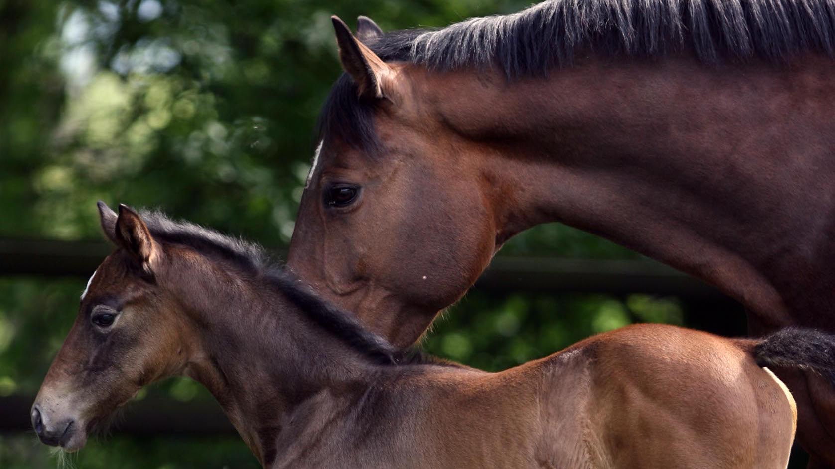 How Do Horses Mate