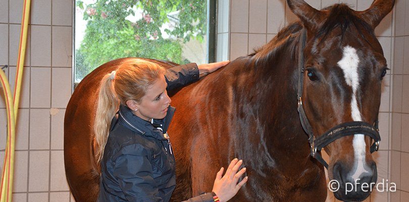 wehorse-horse-massage-stretching