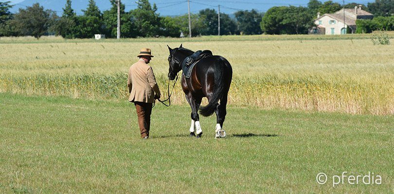 wehorse-walk-your-horse