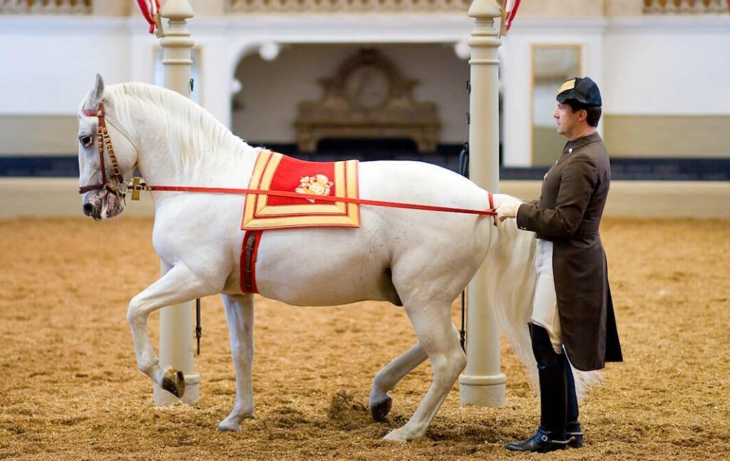 A horse trainer at the Spanish Riding School in Vienna is working a horse on long reins