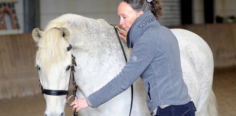A horse trainer is teaching the pony to lower its head when working with the bit.