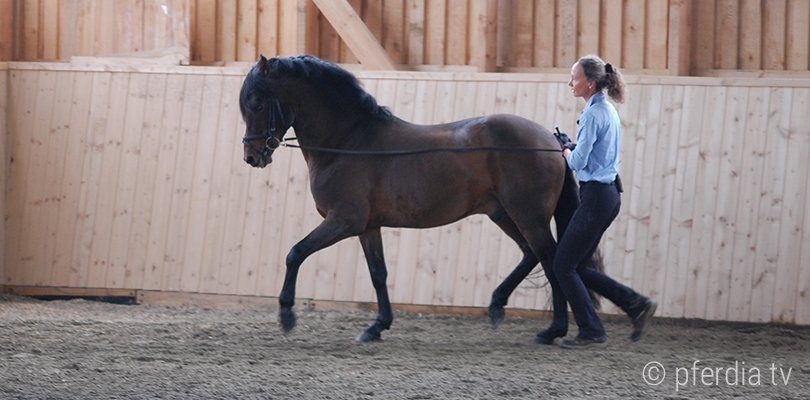 A horse trainer is working a bay pony on long reins
