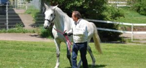 wehorse-blog-groundwork-training-horses