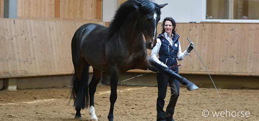 A horse trainer works with a horse at liberty doing the spanish walk