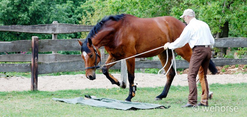 A horse trainer works with a horse to desensitize the horse over a tarp.