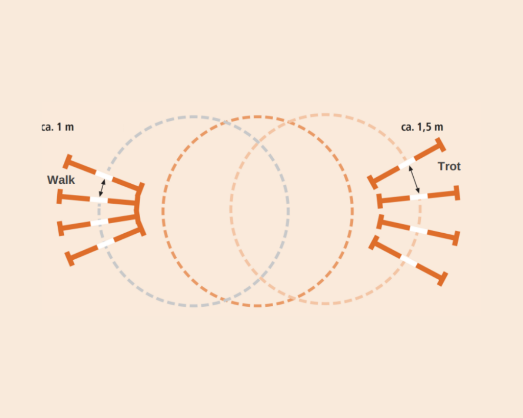 A diagram showing the three-circle Cavaletti exercise for riding or lunging; one circle with walk Cavaletti, one circle with trot Cavaletti, and one circle in the middle for breaks.