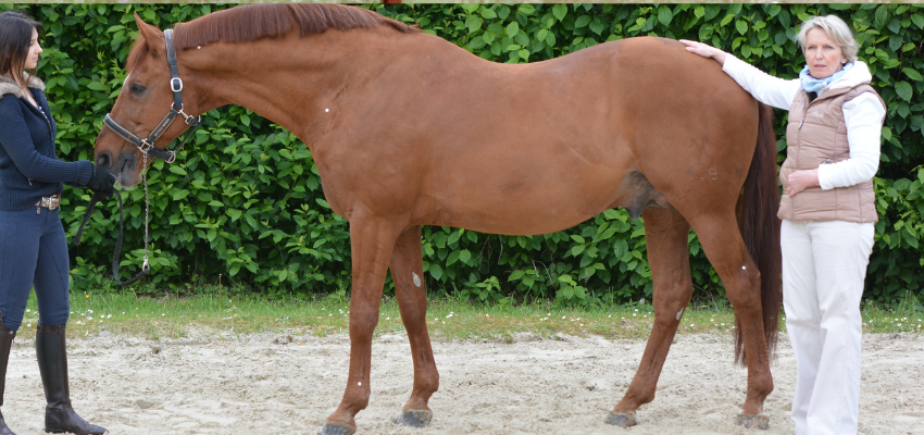 A photo of a chestnut horse standing. A handler is holding the horse in position while a trainer considers the conformation.