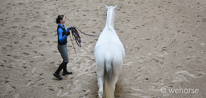 A trainer works on straightness with a horse on the lunge.
