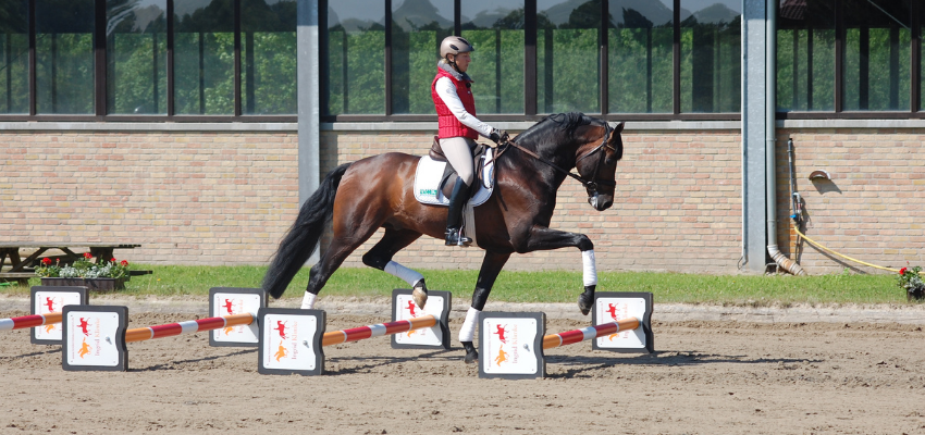 Olympic medalist Ingrid Klimke trotting a horse over cavalettis.