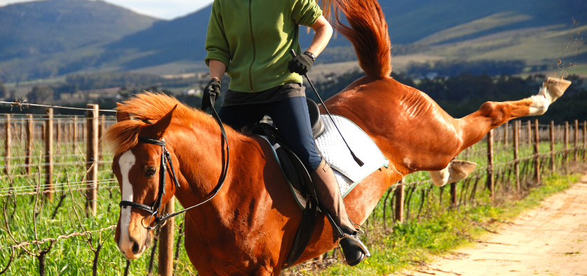 A horse bucking while being ridden.