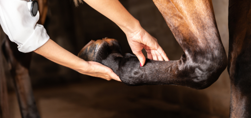 A veterinarian performing a flexion test on a horse.