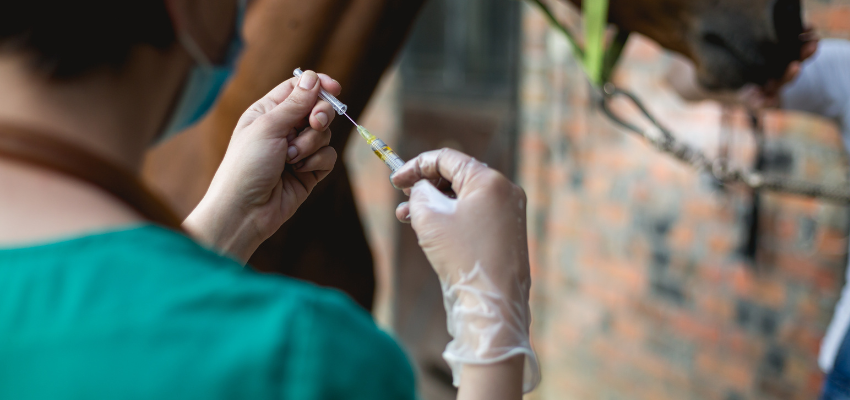 A veterinarian preparing to give a horse an injection.