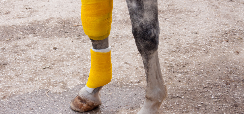 A horse has a bandage on its leg.