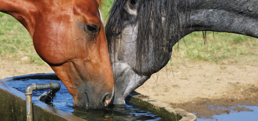 Two horses are drinking water