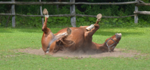 A horse is rolling