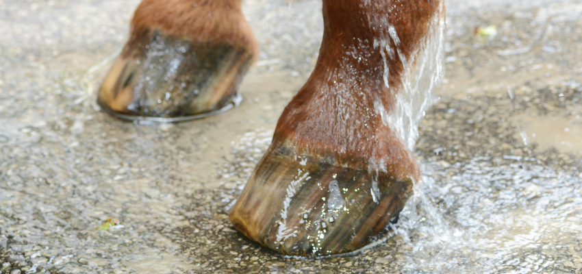 Cold-hosing a horse's legs to relieve pain from laminitis.