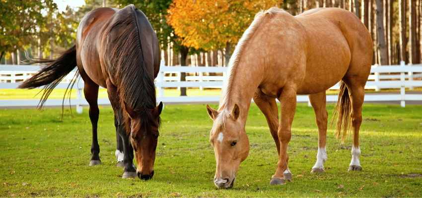 Two horses grazing.