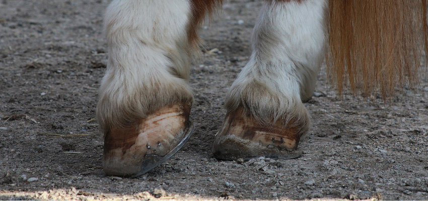 A horse shifting weight on their hooves due to laminitis pain.