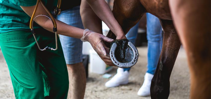 A veterinarian checking a horse's hooves for laminitis.