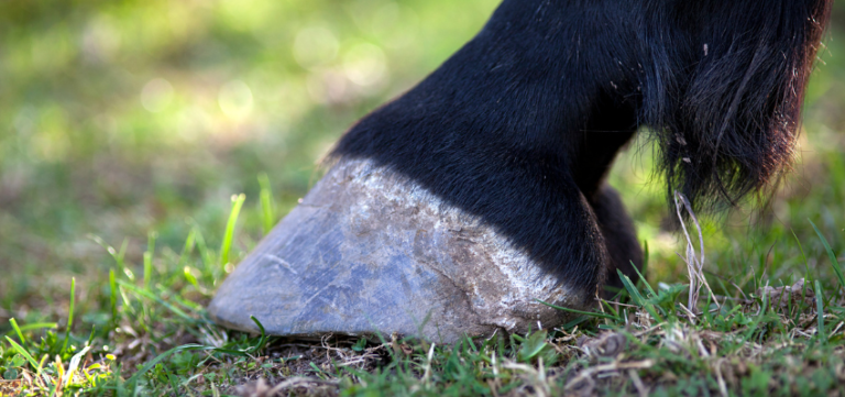 An unshod, barefoot horse hoof