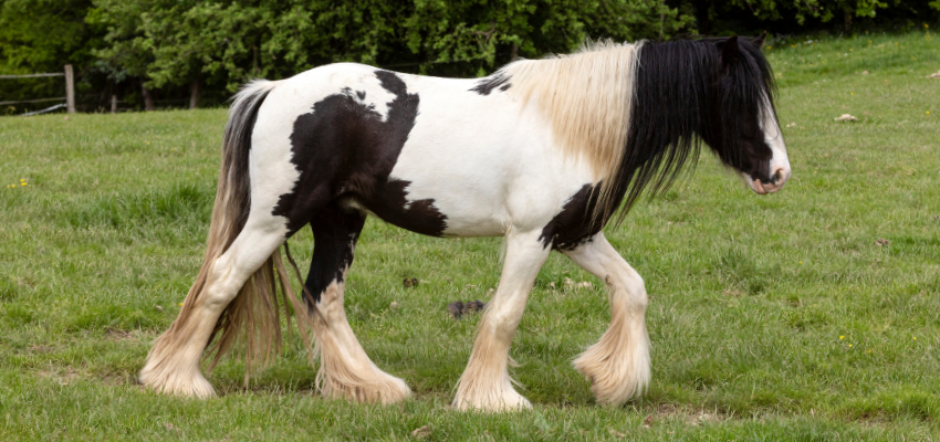 A gypsy vanner horse walking in a pasture.