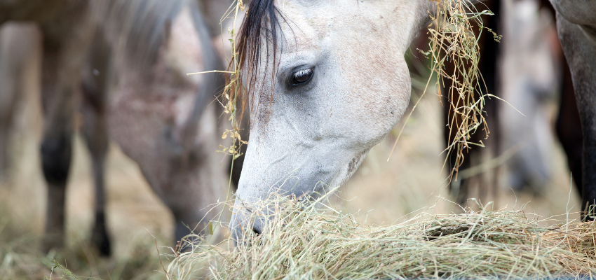 A horse eating hay off the ground.