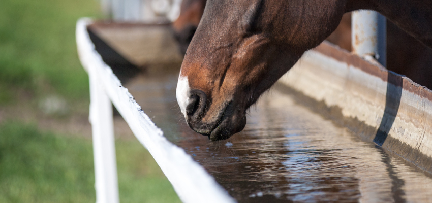 A horse drinking from a water trough.